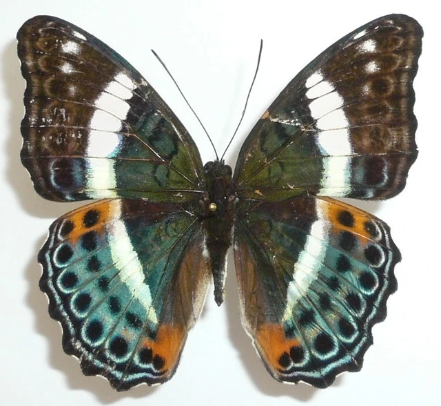 Limenitis Staudingeri Female From Ceram Isl