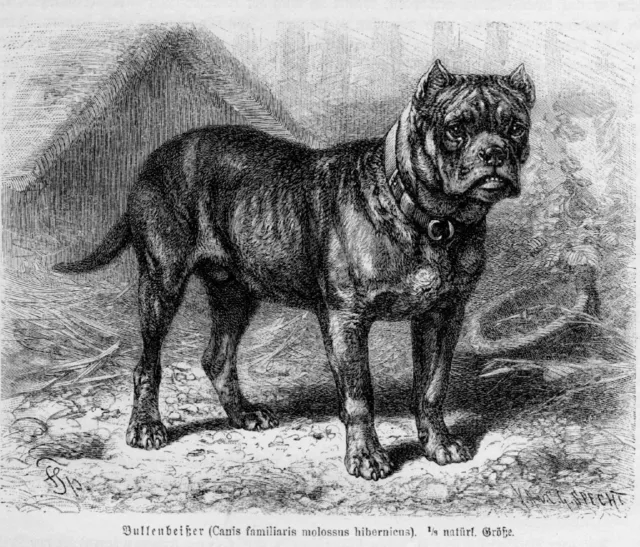 Bullenbeißer Bärenbeißer Sauhund Holzstich von 1891 Bulldogge Boxer  Fr. Specht