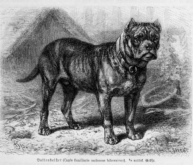 Bullenbeißer Bärenbeißer Sauhund Holzstich von 1891 Bulldogge Boxer  Fr. Specht