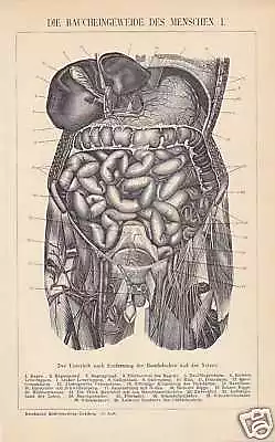 BAUCH Eingeweide Darm STICH von 1894 Magen Leber Urologie Innere Medizin
