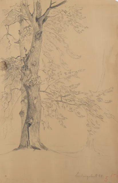 Unbekannt (19.Jhd), Baum bei Ludwigslust,  1858, Bleistift Romantik Natur