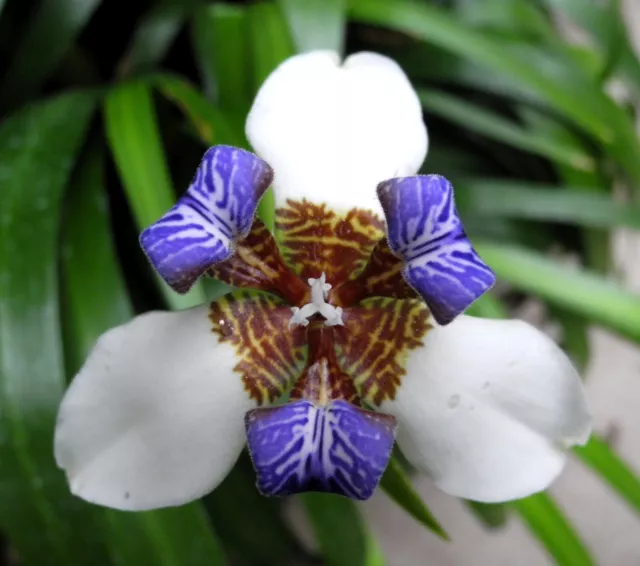 Walking iris plants