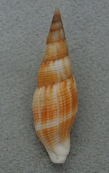 Coquillage de collection : Cancilla isabella (63 mm - F+++)