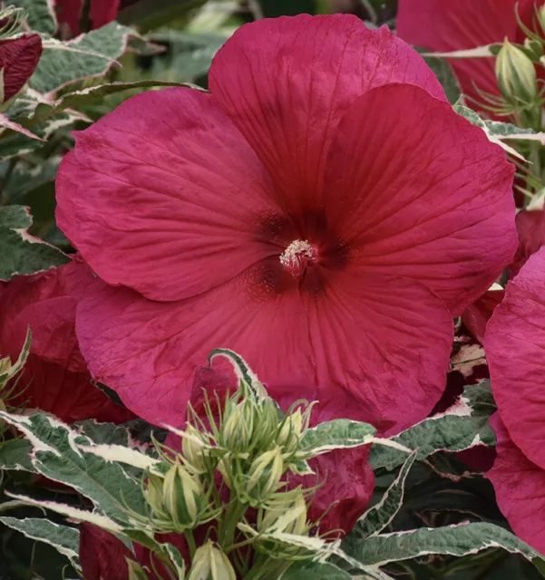 SUMMER CARNIVAL Hardy Hibiscus -- Plant in 4.5" pot -- VARIEGATED LEAVES