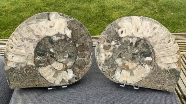 Large Polished Scunthorpe Ammonite Pair Rare Calcite Fossil, Eparietites Sp