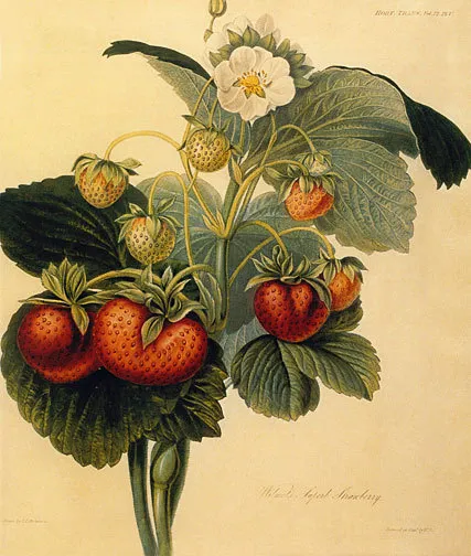 Strawberry 22x30 Hand Numbered Ltd. Edition Botanical Garden Flower Art Print