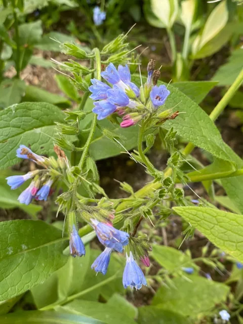 Pflanze/Blume/Staude Rauer Beinwell blau