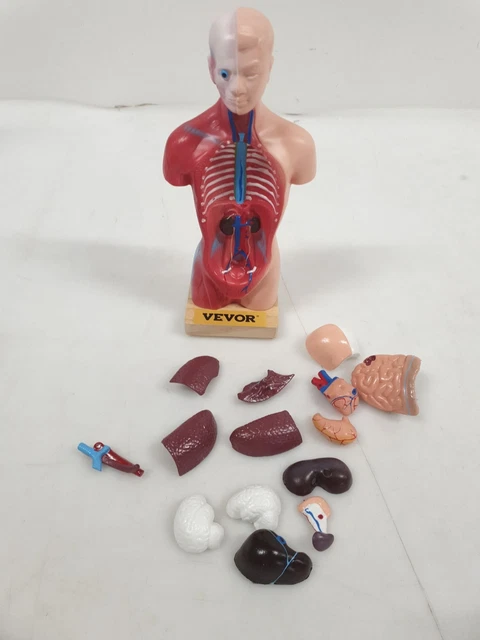 VEVOR MENSCHLICHES TORSO-KOERPER-ANATOMIE-MODELL mit 15 abnehmbaren EUR ...