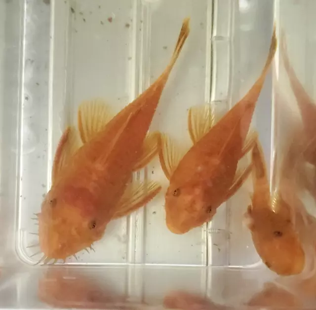 3"+ FEMALE - SUPER RED Bristlenose Pleco | Ancistrus sp. | USA Tank Bred