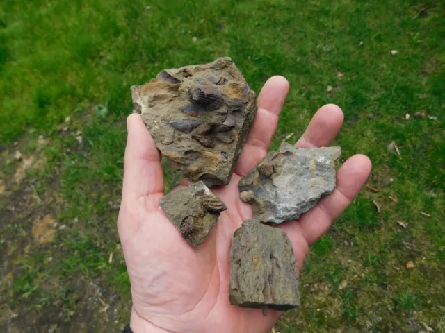 fossile Koralle / Brachiopode aus Planschwitz / Oelsnitz im Vogtland