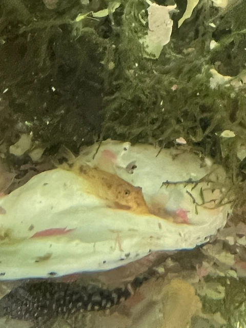 1 Low Coverage Red Calico Pleco 1"-2” Bushynose/Bristlenose