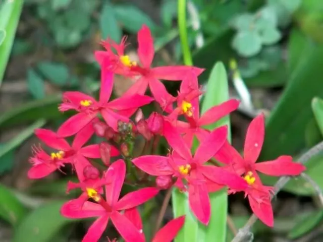 CRUCIFIX ORCHID (Epidendrum)