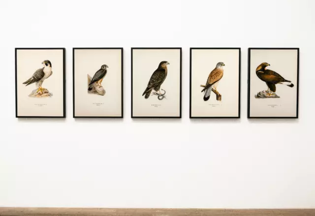 Bird Of Prey Collection Wall Art Print Poster | Falcon Buzzard Eagle Set Of 5