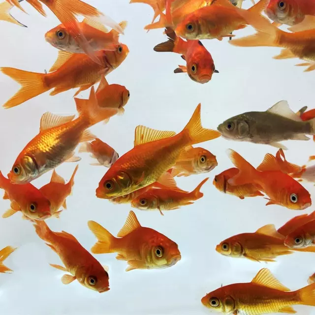 Live Comet Common Feeder Goldfish for Ponds, Aquariums or Tanks – USA Born and R
