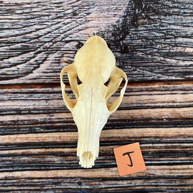 Real Red Fox Unique Animal Mount Halloween Skull Art Craft Mountain Man Canine