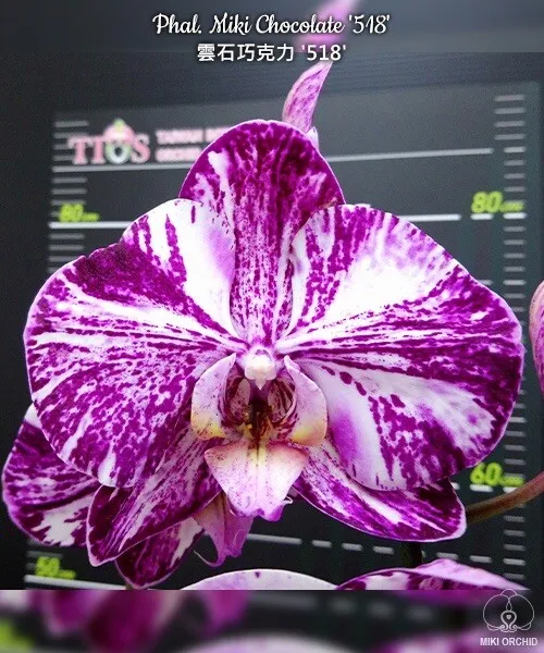 Orchid Phalaenopsis Phal Miki Chocolate '518'. Mericlone. NFS.
