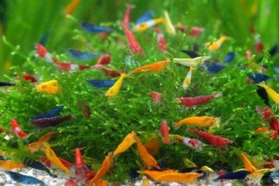 OMAGGIO MANGIME BLU NEO CARIDINA CARIDINE DAVIDI acquario gamberetti 