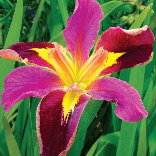 Iris louisiana Spicy Cajun plante bassin vivace