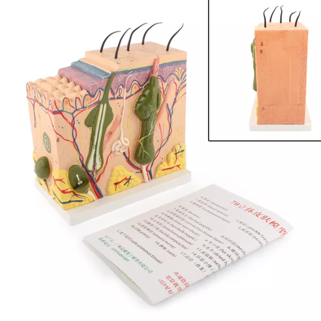 50:1 Human Anatomical Skin Subcutaneous Tissue Dissection Medical Teach Model uk