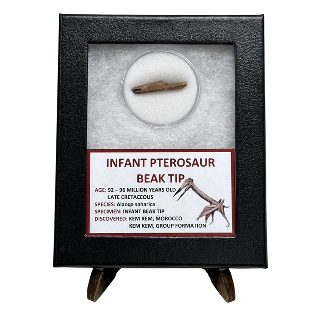 Infant Pterosaur Beak Tip