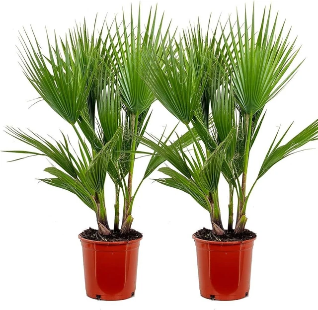 Le Nostre Piante: Washingtonia Robusta