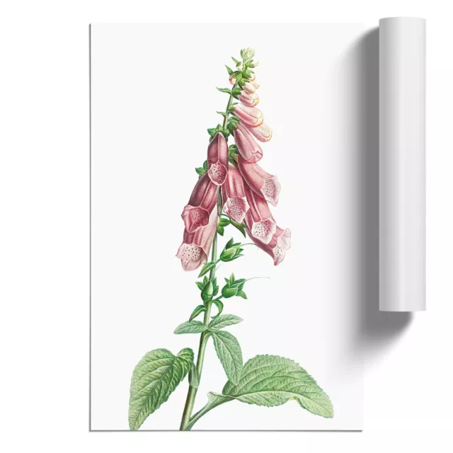 Foxglove Flowers In Pink Pierre-Joseph Redoute Unframed Wall Art Poster Print