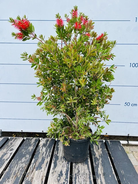 Callistemon Citrinus - Arbre à Goupillon Rouge (140 Cm) Pour Terrasse Ou Jardin