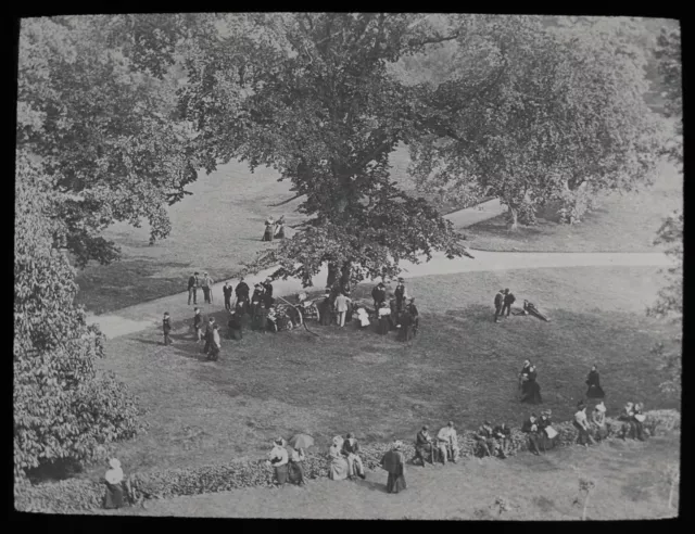 ANTIQUE Magic Lantern Slide WILLIAM GLADSTONES FAVOURITE OAK TREE C1900 PHOTO