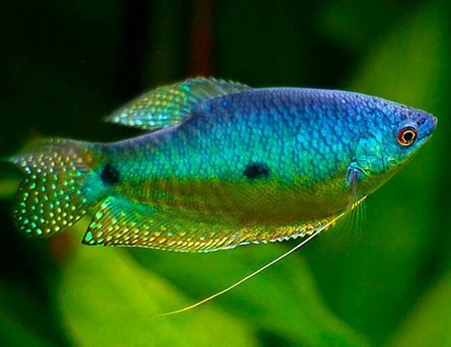 Regular Blue Gourami - live fresh water aquarium fish - SINGLE OR PAIR -