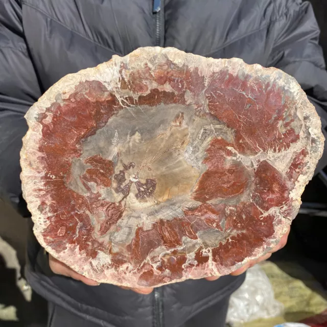 3.6LB Large Beautiful polished Arizona red petrified wood slice mineral specimen