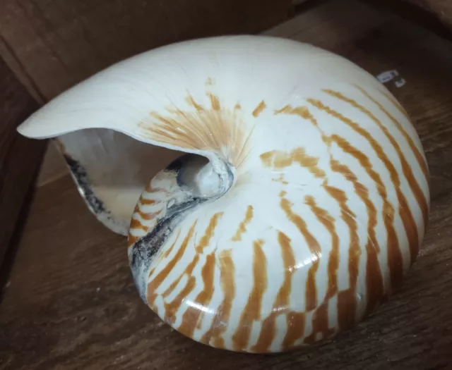 Vtg STRIPED CHAMBERED NAUTILUS SEA SHELL BEACH DECOR  5"-6" inches