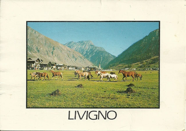 Livigno (Sondrio) Panorama Estivo, Cavalli al Pascolo, Horses, Cheveaux
