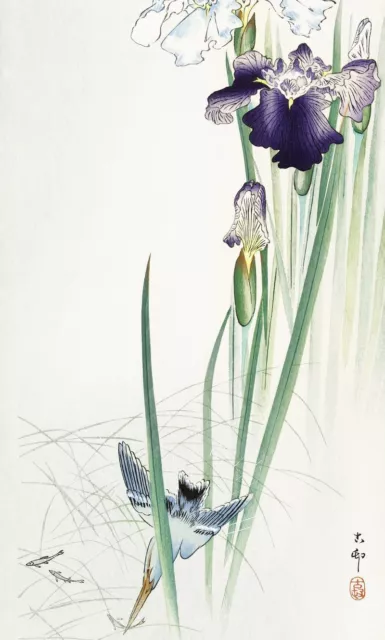 Iris and Kingfisher - Japanese Wall Art Print Poster by Ohara Koson A3 A4