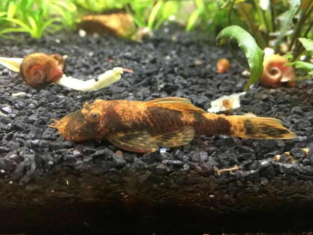 *STUNNING* MALE Marble Calico Bristlenose Pleco (Bushynose Ancistrus) (2-3")