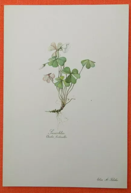 Sauerklee Oxalis acetosella  Farbdruck 1954 Elsa Felsko