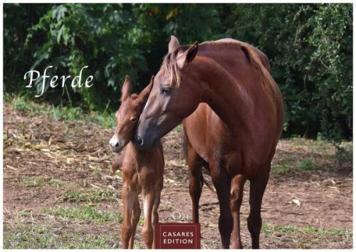 Pferde 2024 L 35x50cm|Kalender