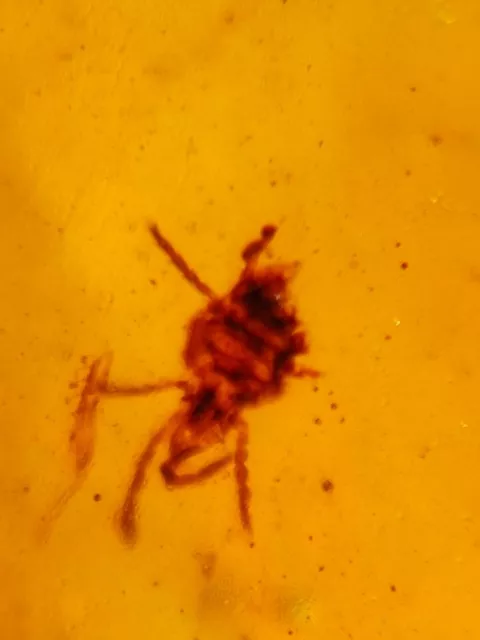 uncommon Ixodoidea tick Burmite Myanmar Burmese Amber insect fossil dinosaur age