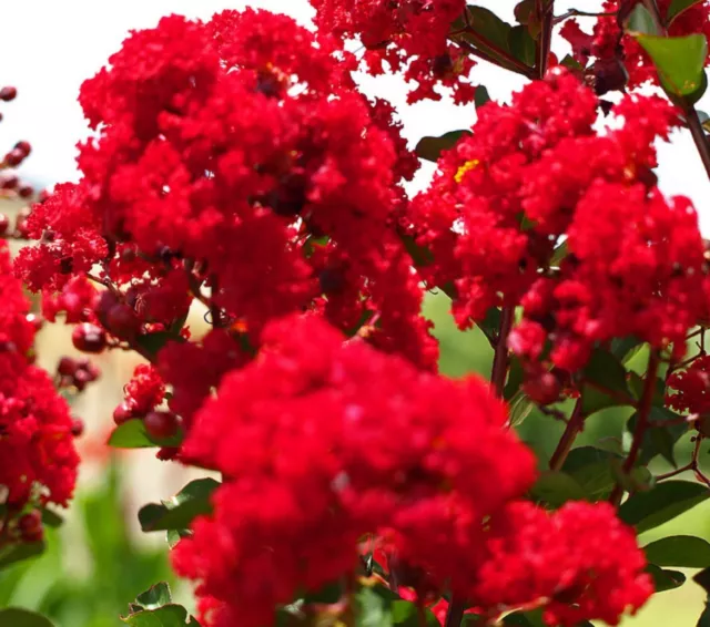 Red Flowering Crepe Myrtle 25 Seeds Lagerstroemia Indica Shrub Small Tree