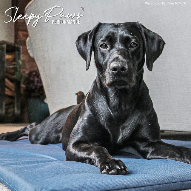 Ancol Sleepy Paws Waterproof Flat Pad 61x46cm in Blue, Small, Sleep, Rest 555140 3