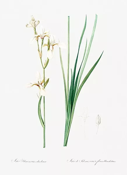 Siberian Iris - 1805 - Les Liliacees - Pierre Redoute - Illustration Magnet