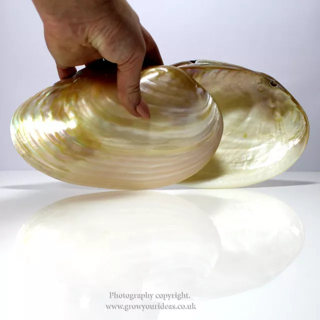 Large polished Pearl River oyster Perfect for bathrooms or culinary use 17-19cm