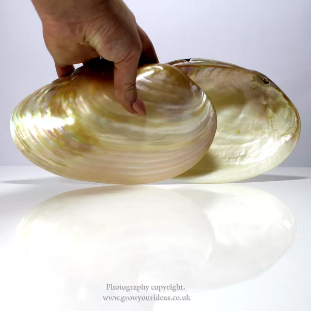 Medium polished Pearl River oyster for bathrooms or culinary use 13-15cm