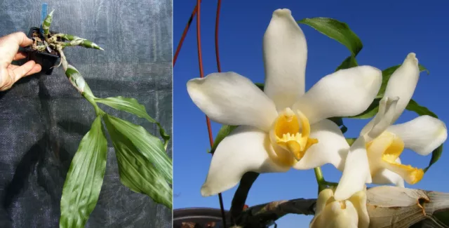 Chysis bractescens , orchidée, Orchid