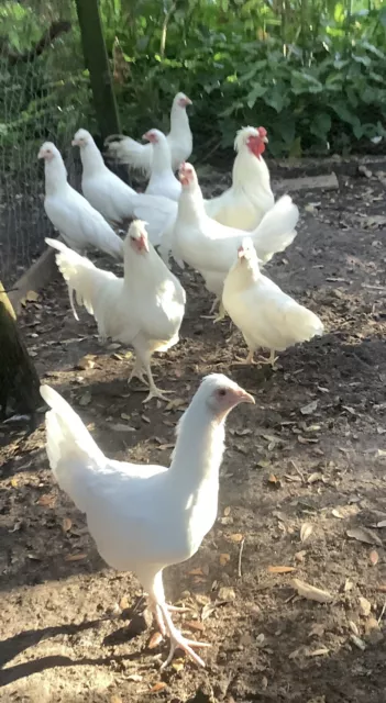 6 Schijndelaar Hatching Eggs. RARE  Npip