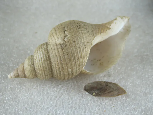 Seashell. Neptunea contraria. Sinistral. 70 mm. 3