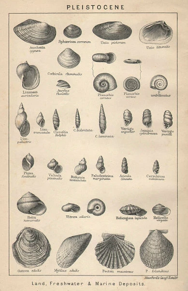 BRITISH FOSSILS. Pleistocene - Land, Freshwater & Marine Deposits. STANFORD 1907