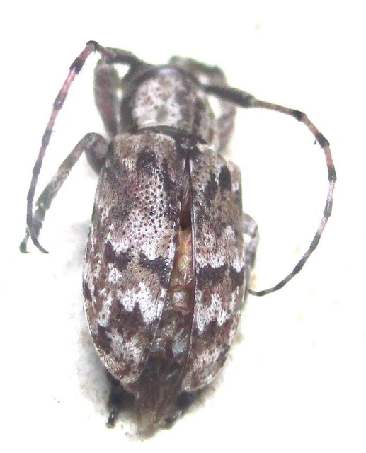 O002 PA : Cerambycidae: Clyzomedus annularis? 10mm