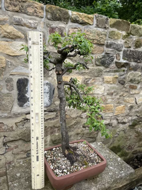 Blackthorn bonsai tree - Prunus spinosa (outdoor)