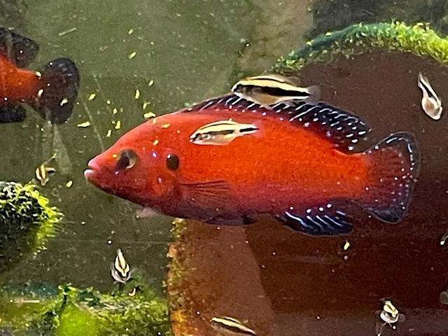 12 Turkana Jewel Cichlids, Hemichromis exsul