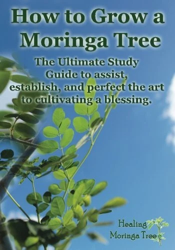 How to grow a Moringa Tree  The Ultimate Study Guide to assist  e